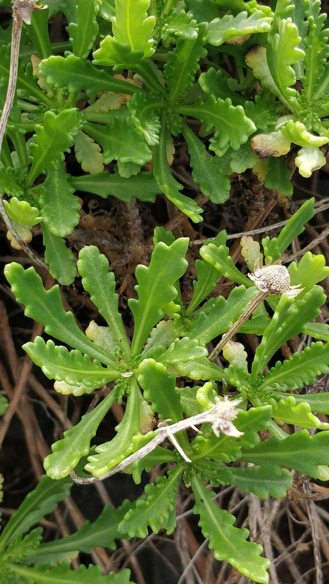 Image of Argyranthemum pinnatifidum subsp. succulentum (Lowe) Humphr.