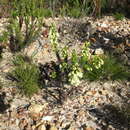 Image of Erica filipendula subsp. filipendula