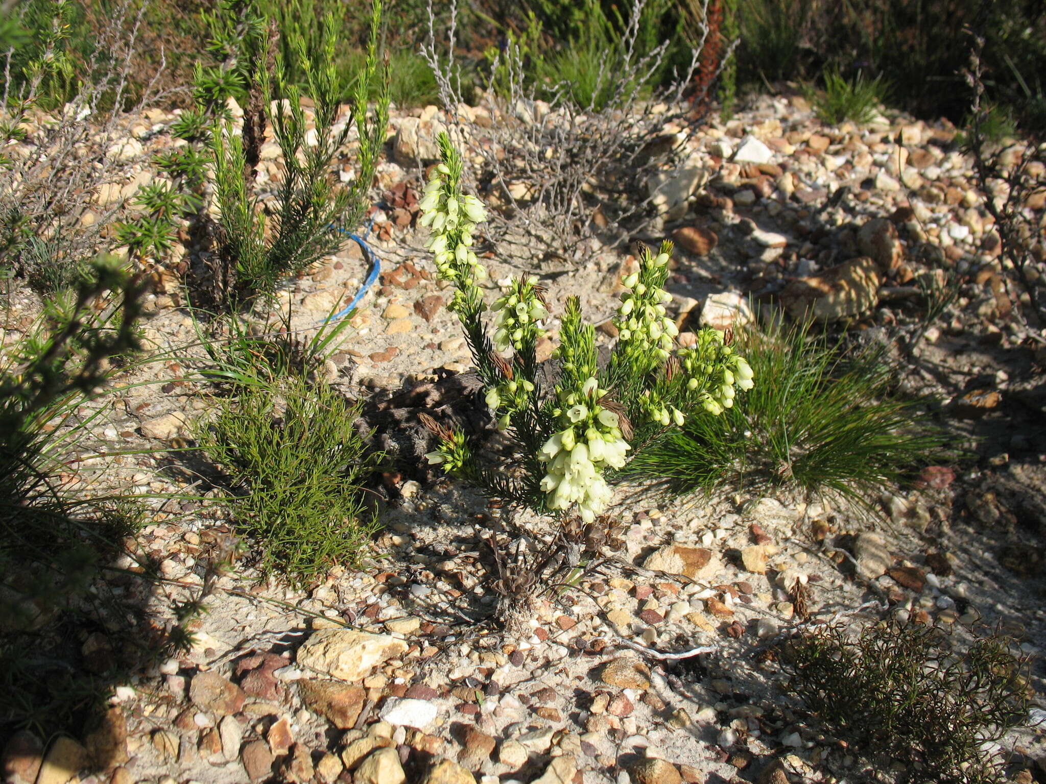 Imagem de Erica filipendula subsp. filipendula