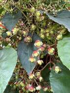 Image de Begonia tropaeolifolia A. DC.