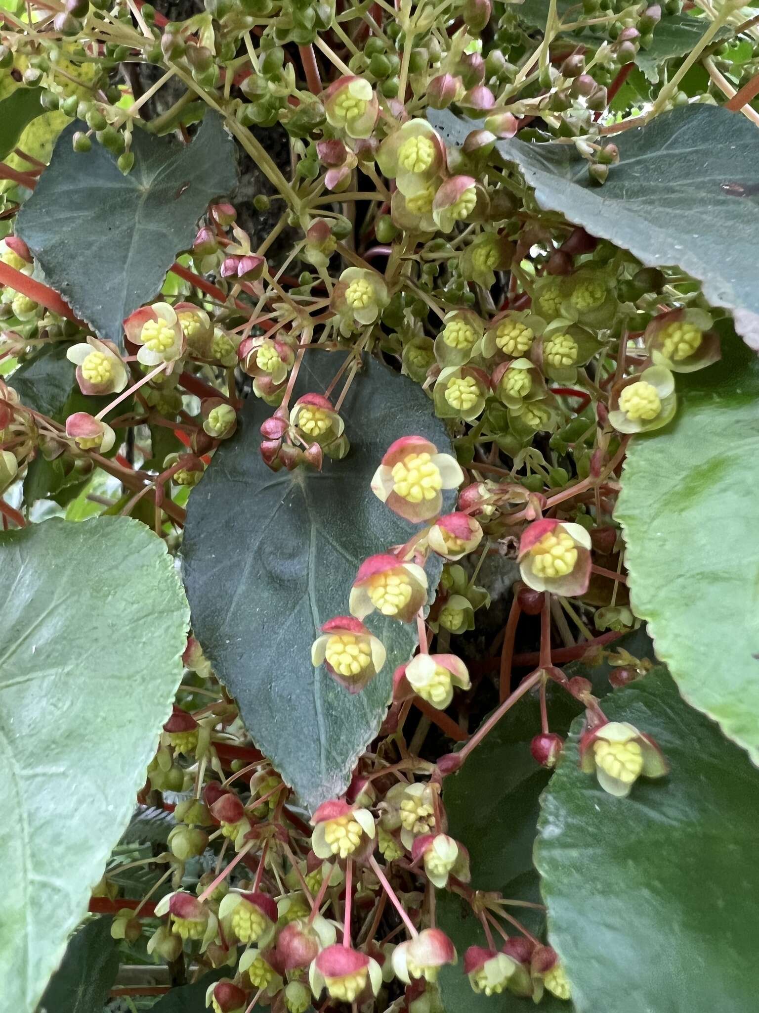 Image of Begonia tropaeolifolia A. DC.