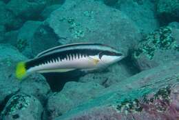 Image of Banana wrasse