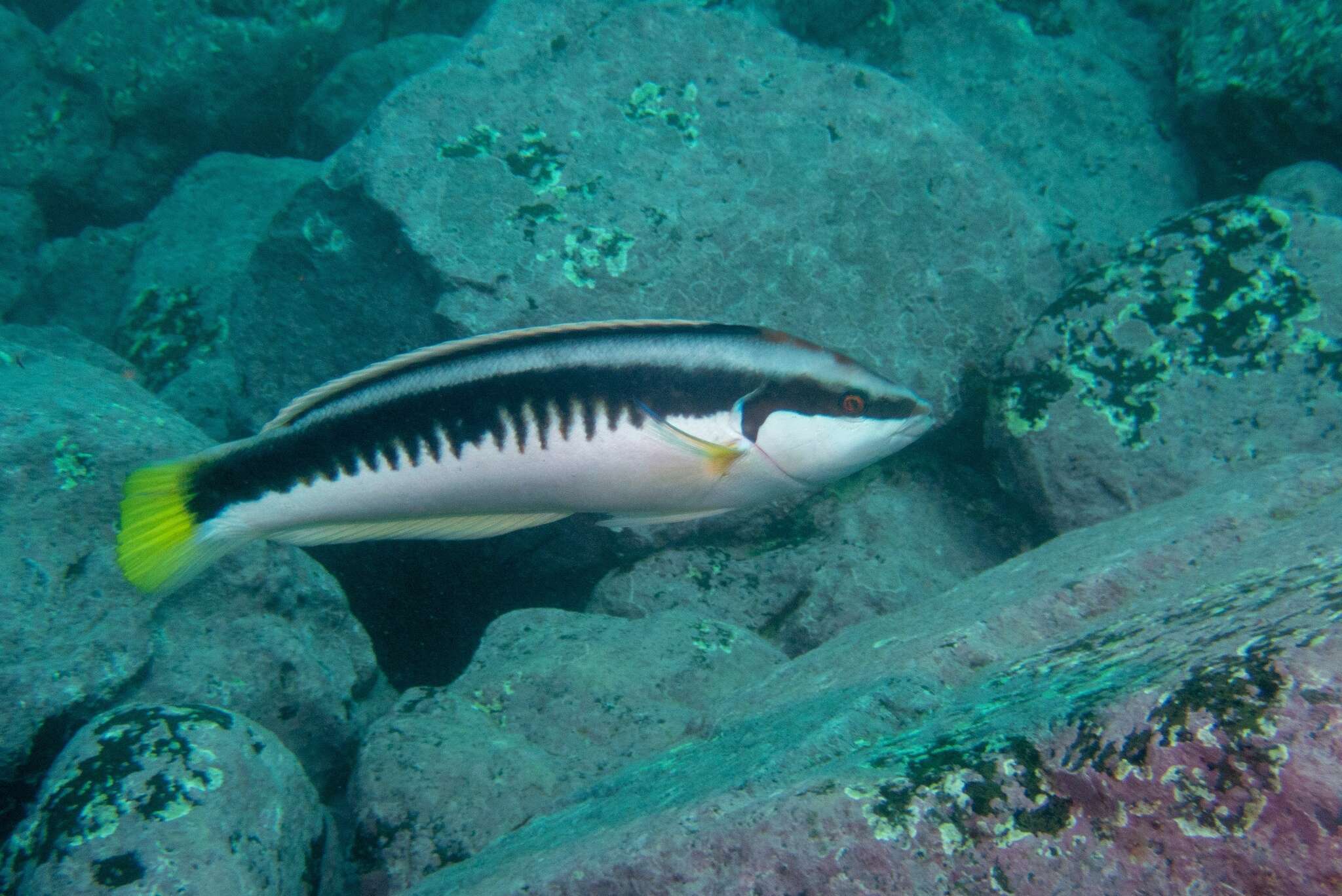 Image of Banana wrasse