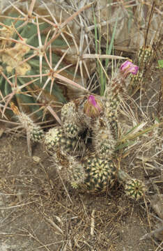 Image of Echinocereus fitchii subsp. albertii