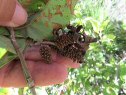 Plancia ëd Taphrina occidentalis W. W. Ray 1939