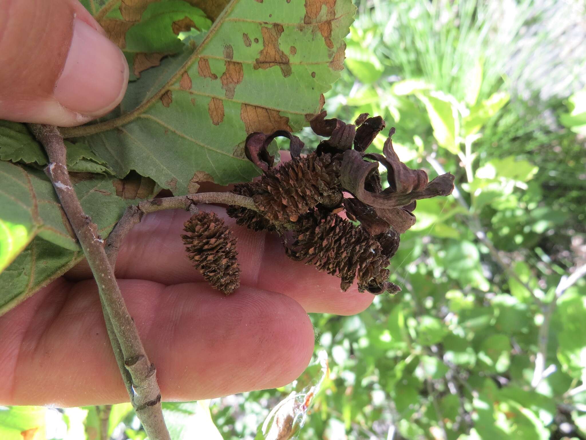 Plancia ëd Taphrina occidentalis W. W. Ray 1939