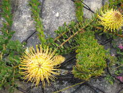 Image de Leucospermum profugum Rourke