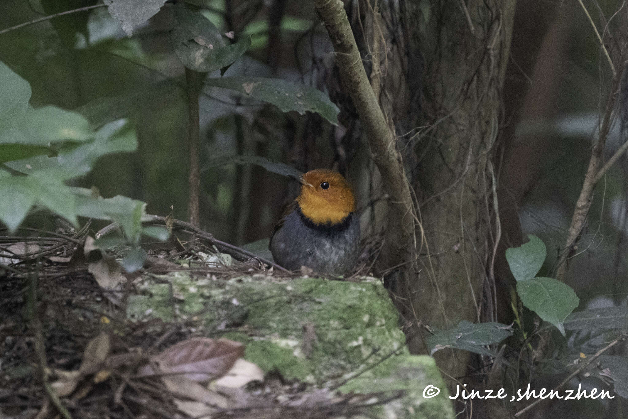 Image of Japanese Robin