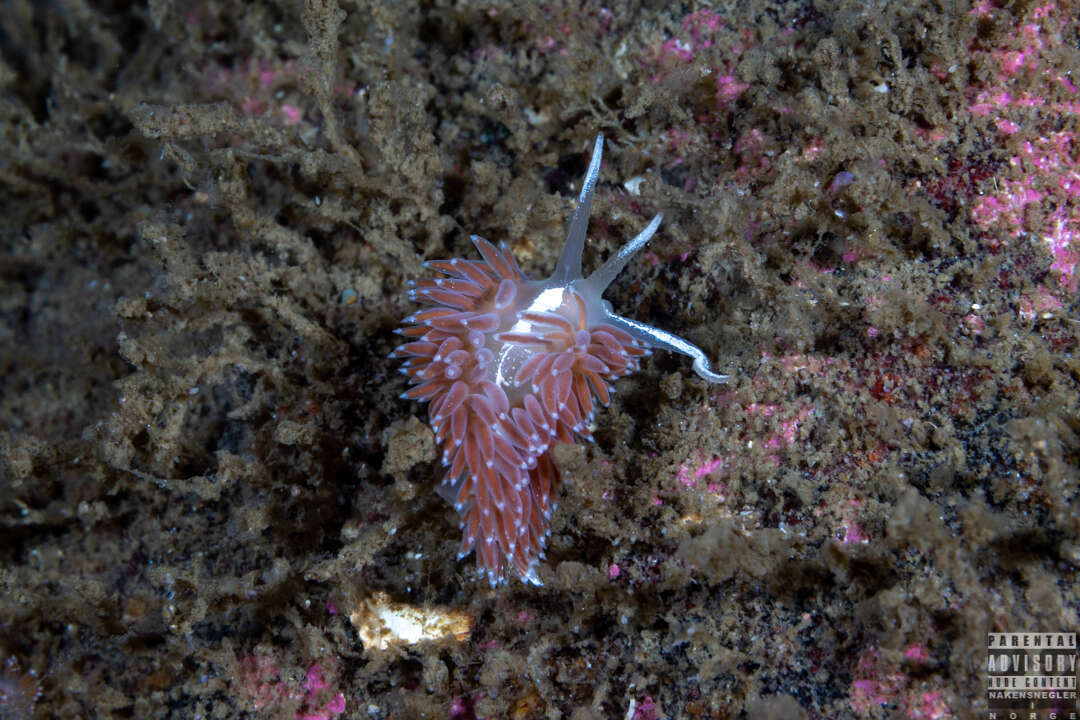 Coryphella monicae (Korshunova, Martynov, Bakken, Evertsen, Fletcher, Mudianta, Saito, Lundin, Schrödl & Picton 2017) resmi