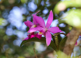 Image of Violet Cattleya