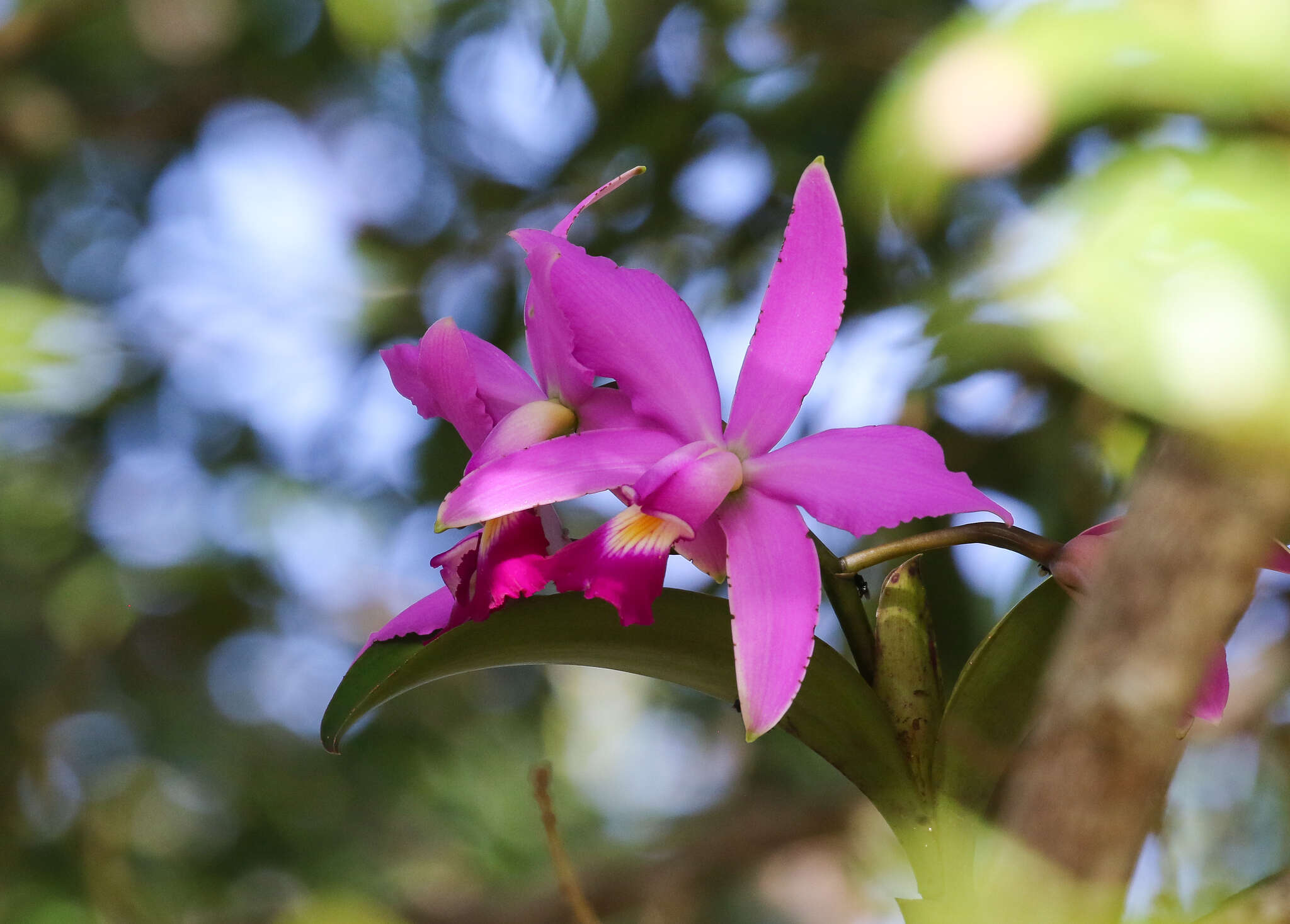 Image of Violet Cattleya