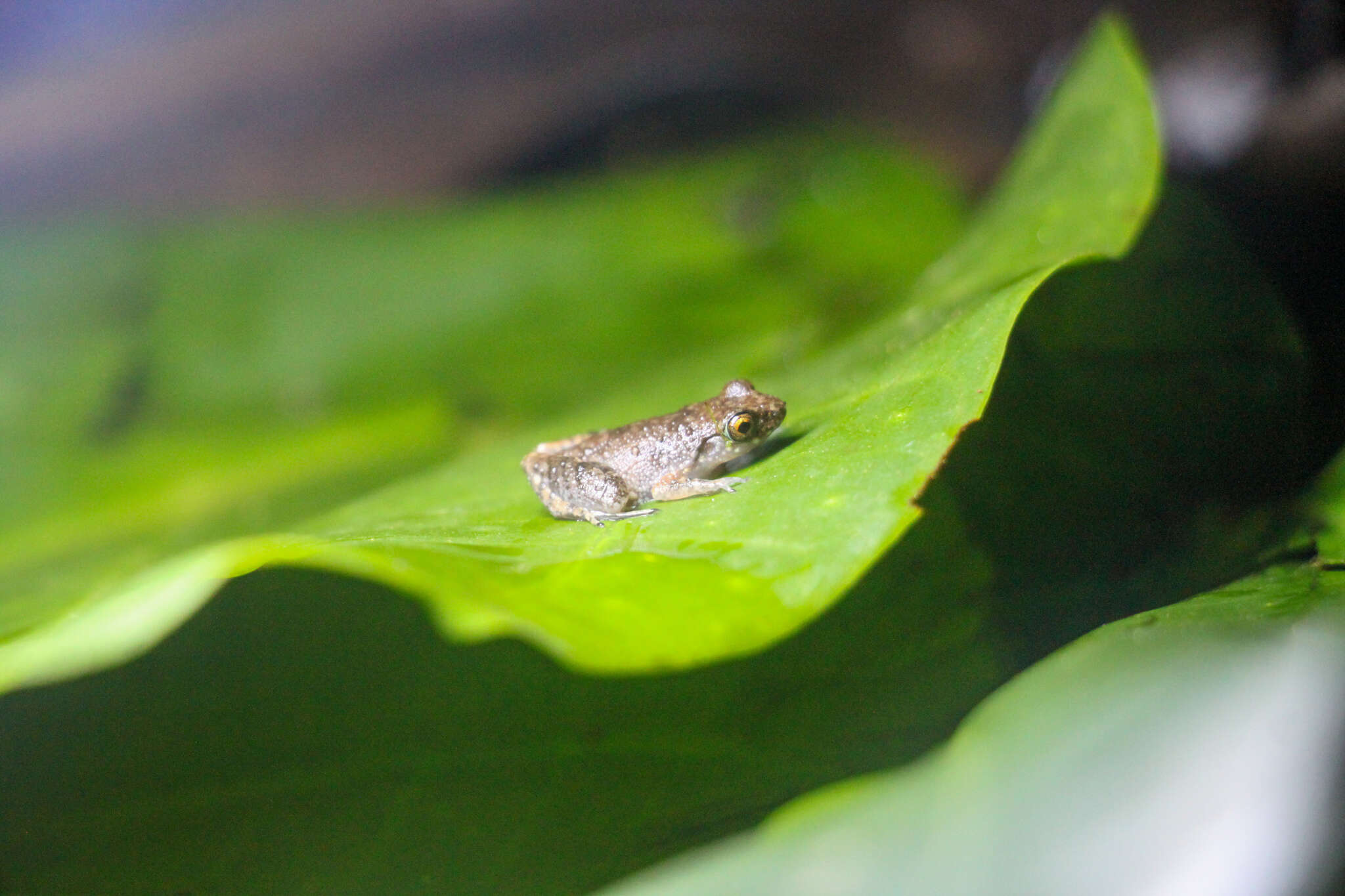 Image of Leptobrachella mjobergi Smith 1925