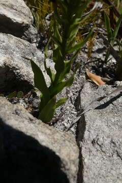 Image of Brachycorythis mac-owaniana Rchb. fil.