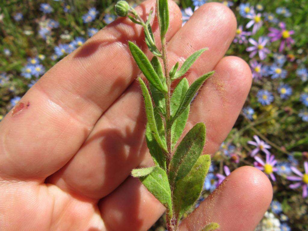 Image of Felicia bergeriana (Spreng.) O. Hoffm. ex A. Zahlbr.