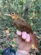 Image of Buff-throated Foliage-gleaner