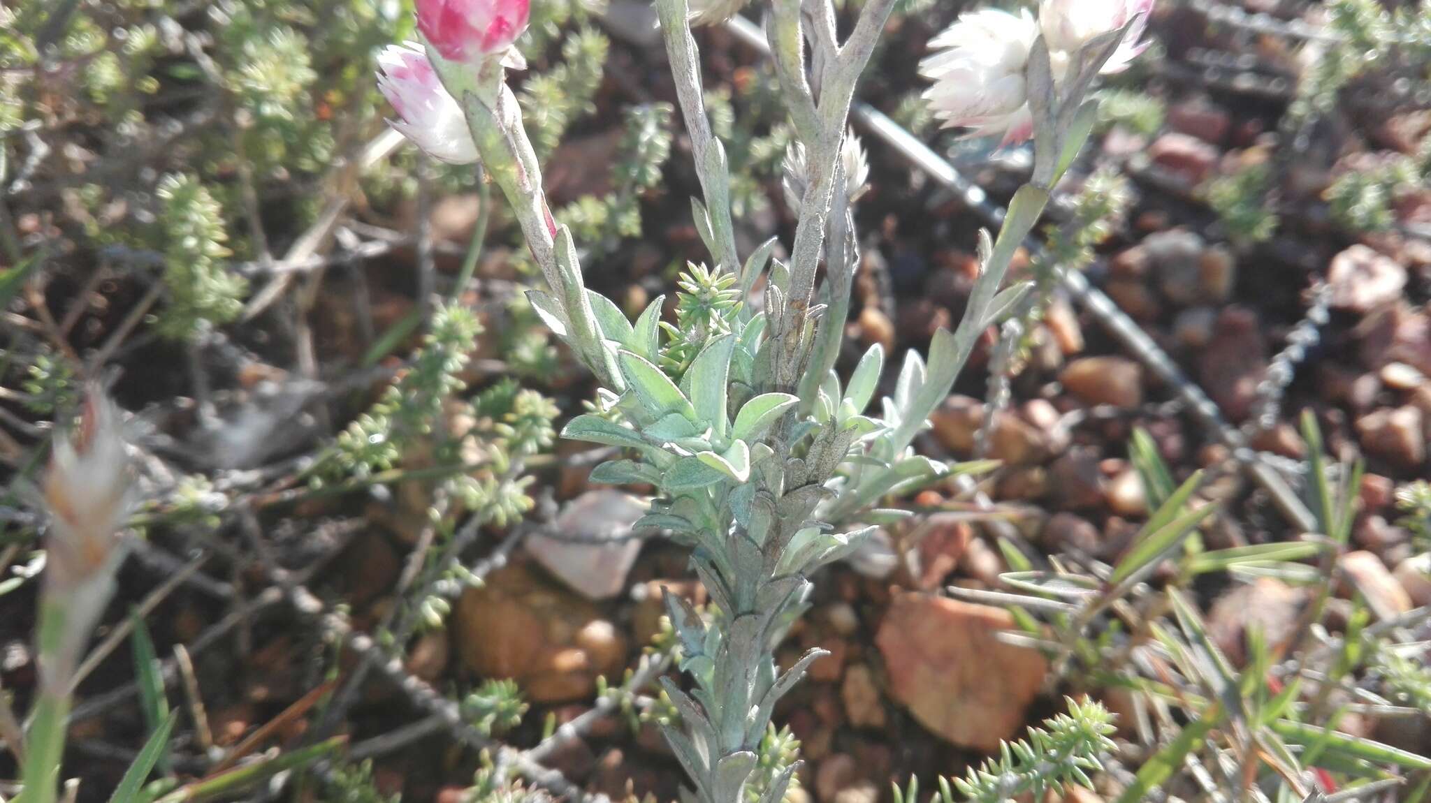 Image of Achyranthemum affine (Less.) N. G. Bergh