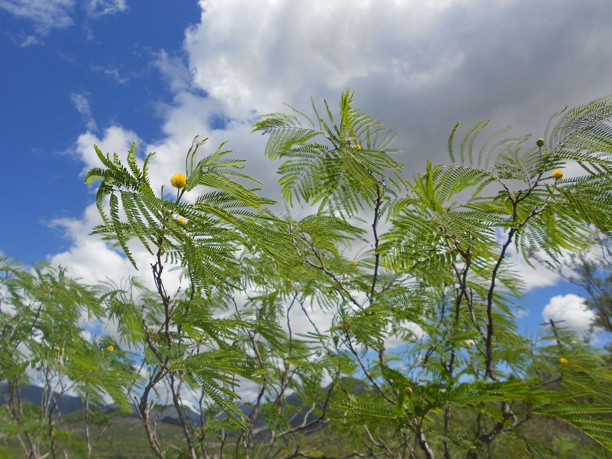 Image de Leucaena greggii S. Watson