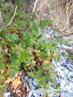 Imagem de Apium prostratum subsp. prostratum