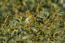 Image of Forty-spotted Pardalote