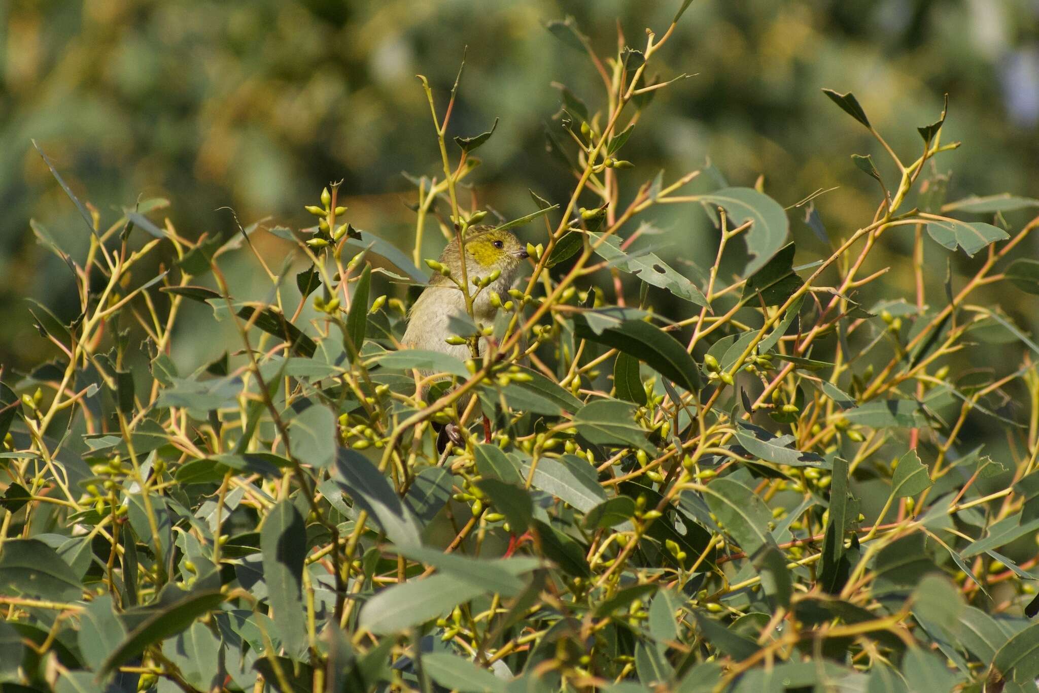 Image of Forty-spotted Pardalote