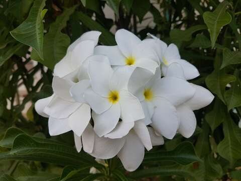 Image of bridal boquet