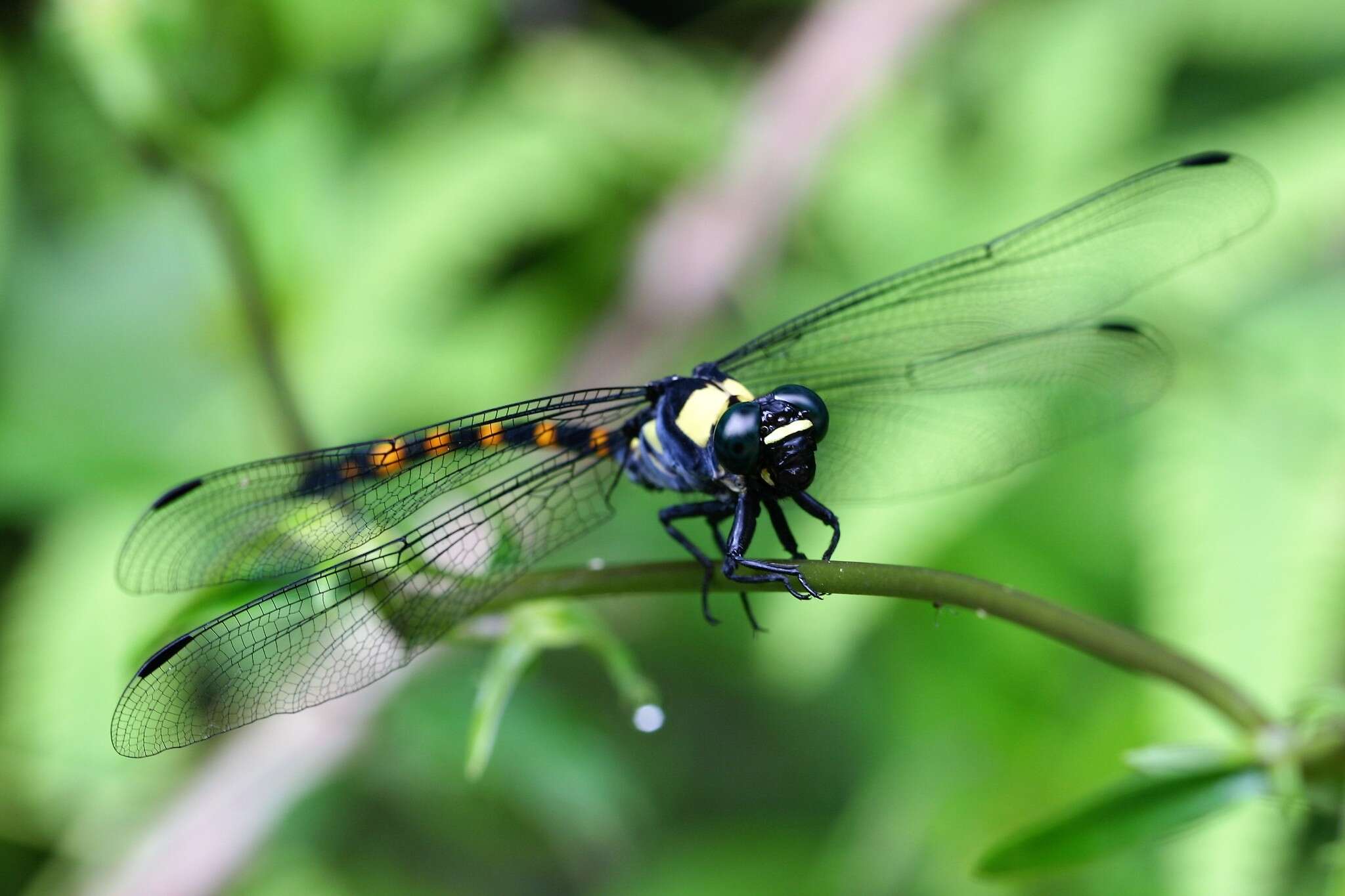 Image of Macrogomphus quadratus Selys 1878