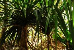 Image of Pandanus mayotteensis H. St. John