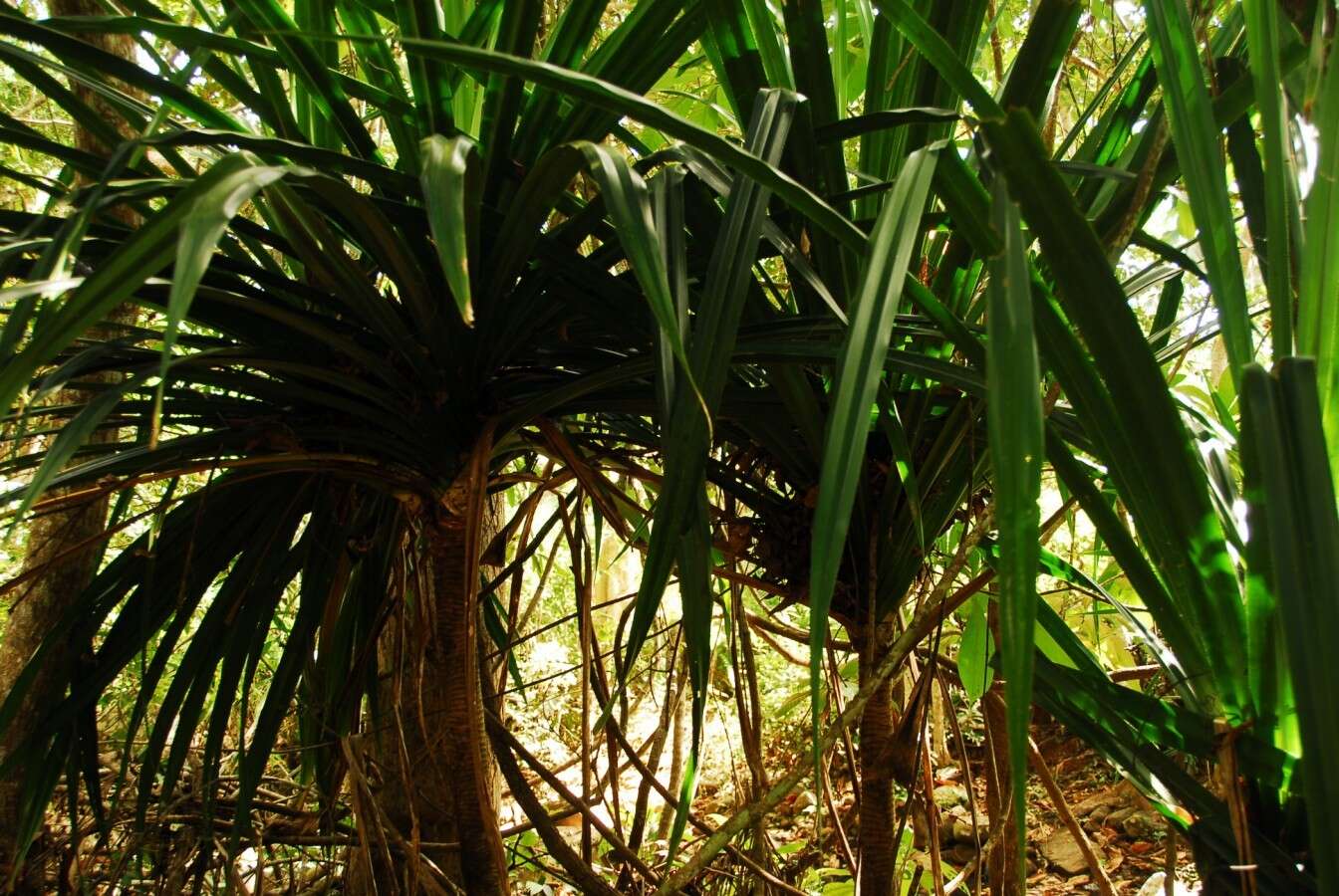 Image of Pandanus mayotteensis H. St. John