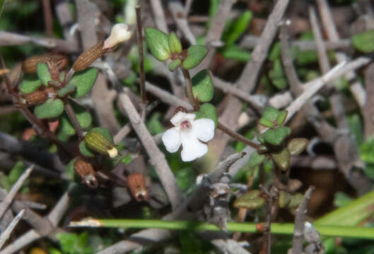 Micromeria filiformis subsp. filiformis的圖片