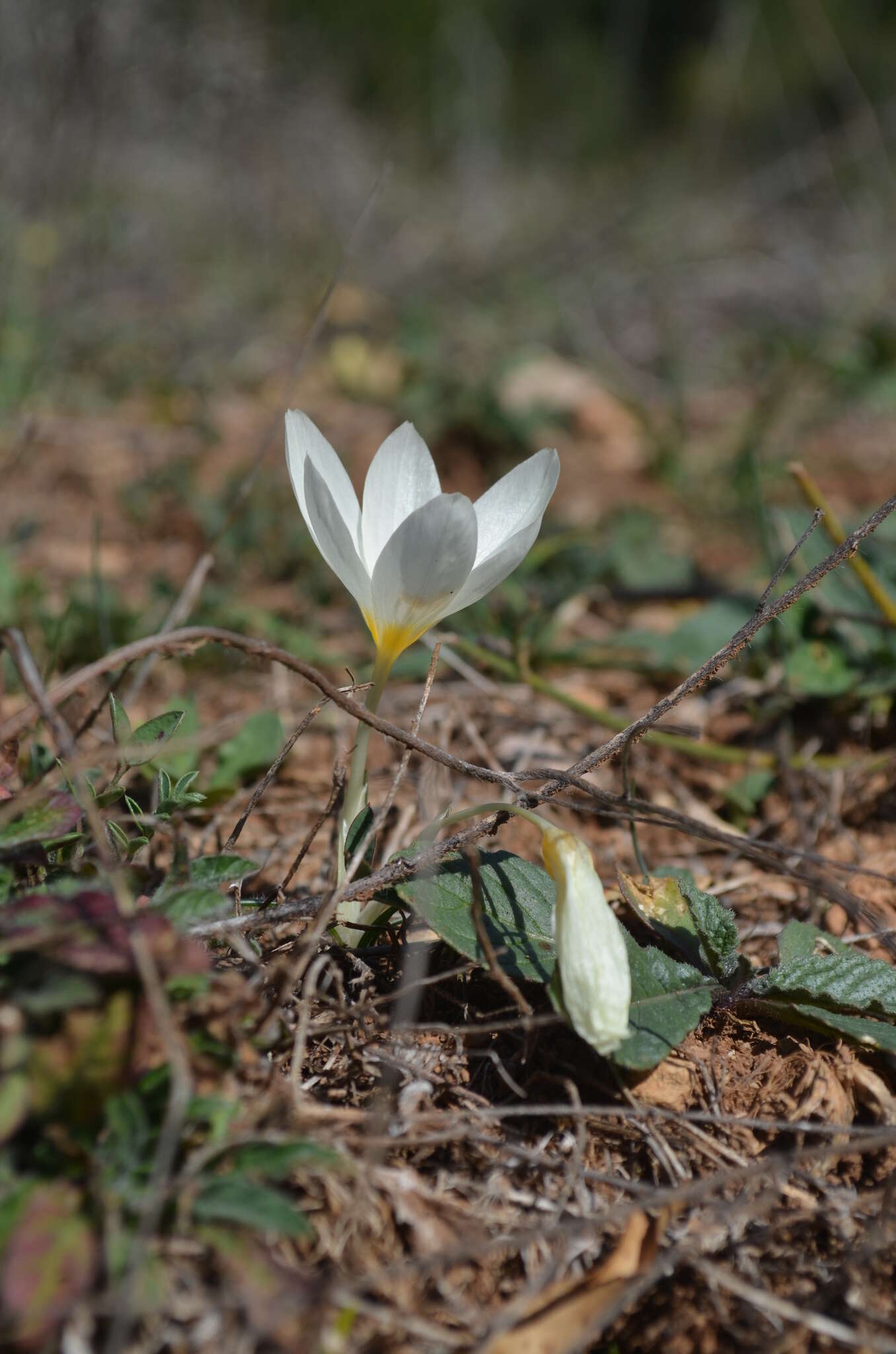 Crocus boryi J. Gay resmi