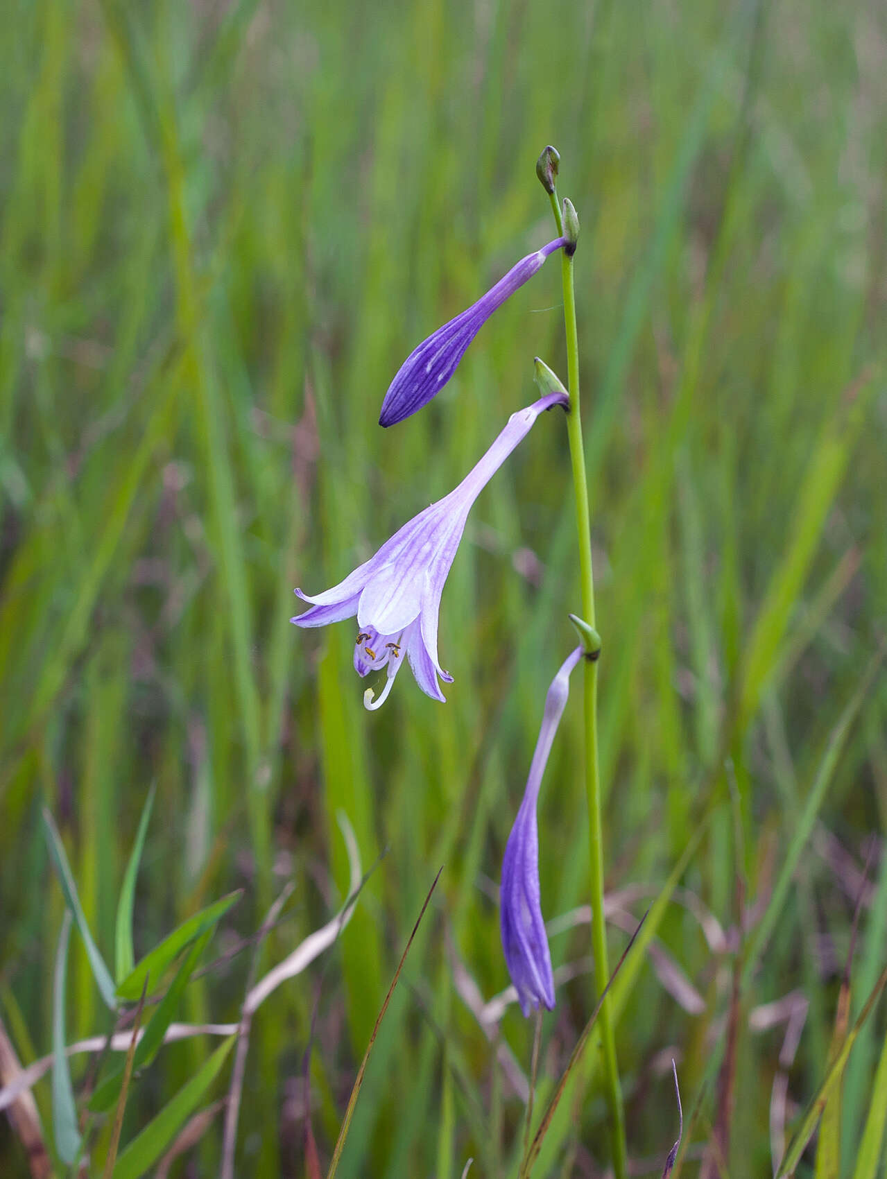 Imagem de Hosta longissima F. Maek.