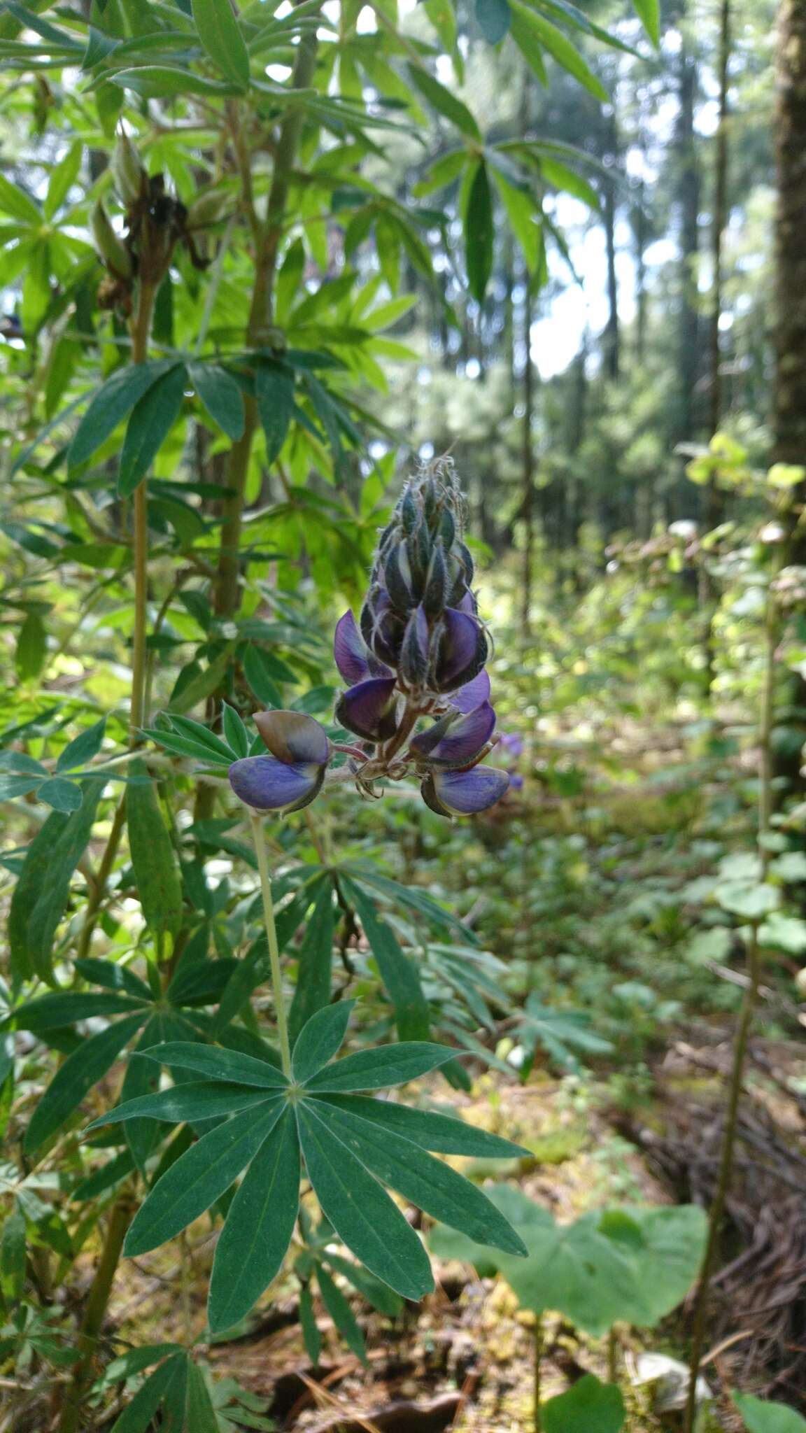 Image of elegant lupine