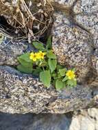 Image of Dudley's monkeyflower