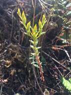 Image of Coast Range stonecrop