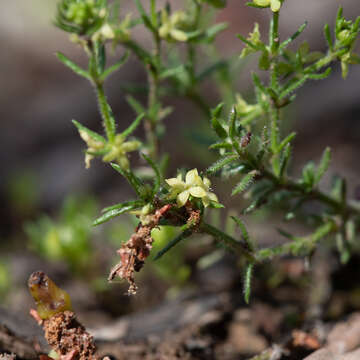 Image of Galium gaudichaudii DC.