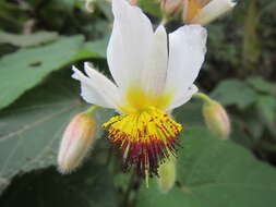 Sivun Sparrmannia africana L. fil. kuva