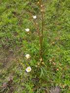 Image of Ludwigia major (Micheli) T. P. Ramamoorthy