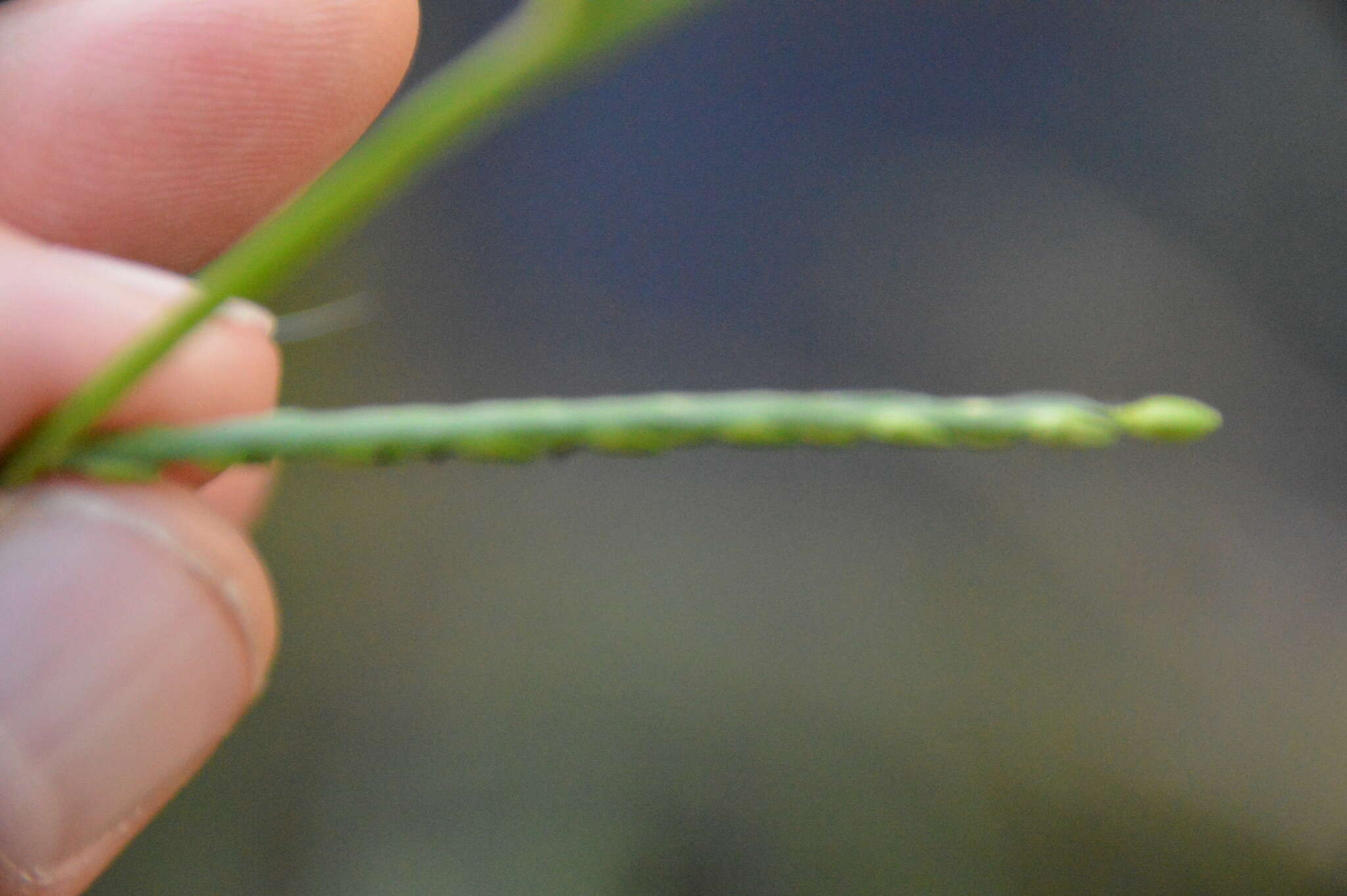 Plancia ëd Brachiaria platyphylla (Munro ex C. Wright) Nash