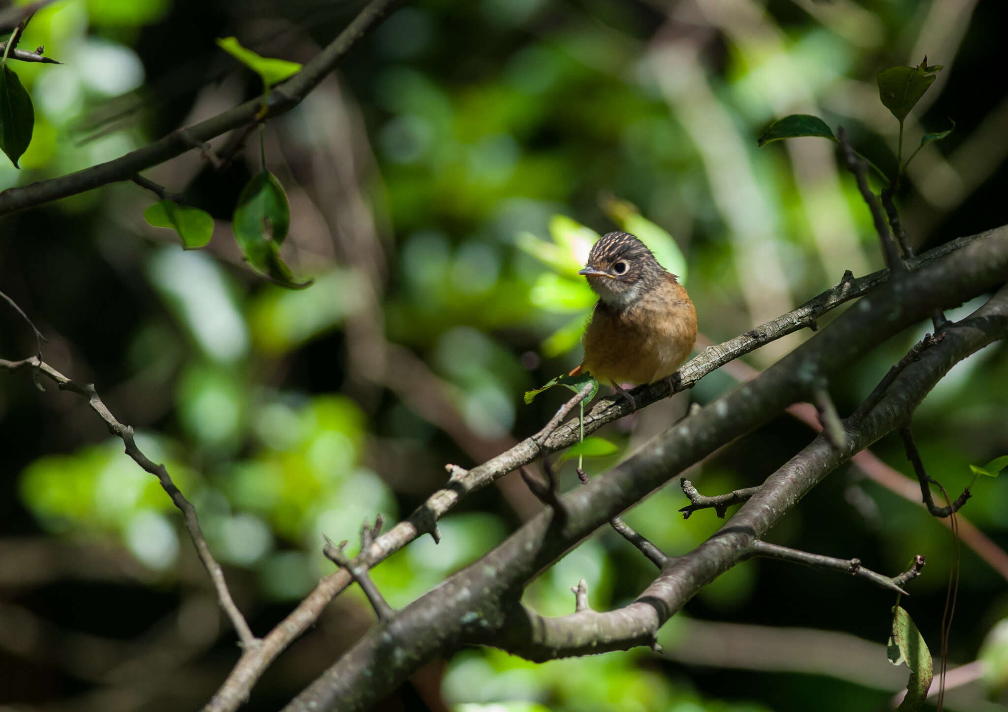 Plancia ëd Muscicapa ferruginea (Hodgson 1845)