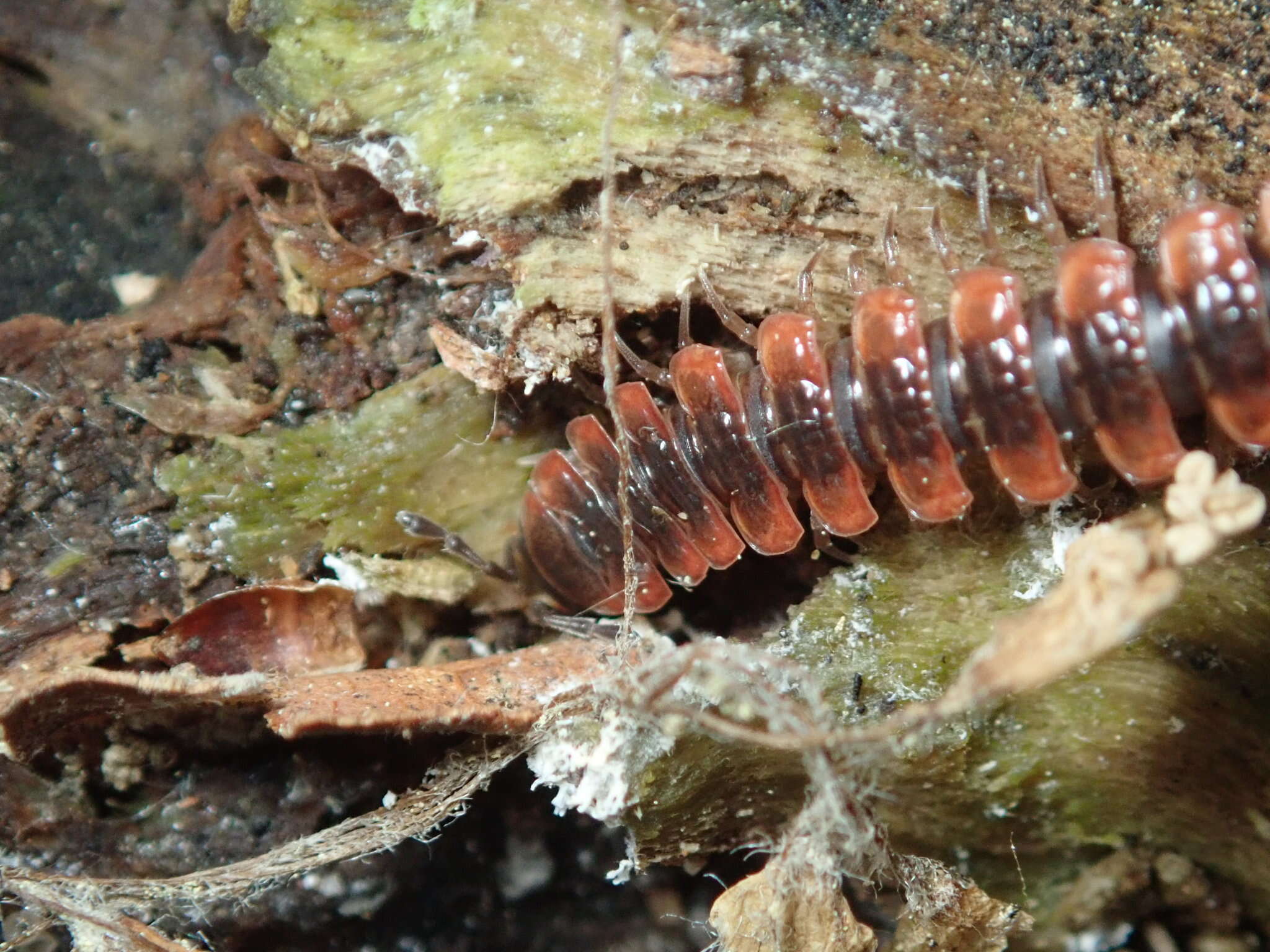 Слика од Pseudopolydesmus canadensis (Newport 1844)