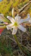 Imagem de Crinum variabile (Jacq.) Herb.