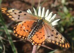 Image de Acraea anacreon Trimen 1868