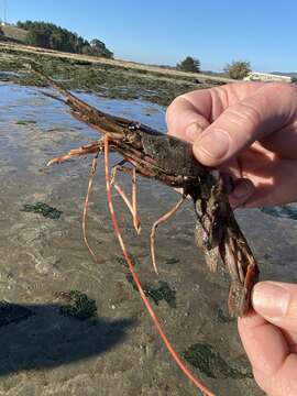 Image of California Spot Prawn