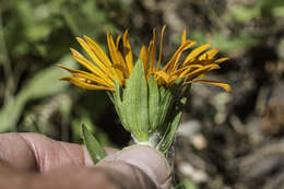 Imagem de Pyrrocoma crocea (A. Gray) Greene