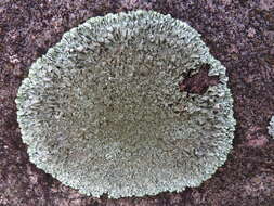 Image of Peppered rock-shield