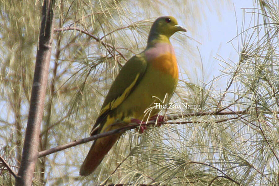 Слика од Treron bicinctus bicinctus (Jerdon 1840)