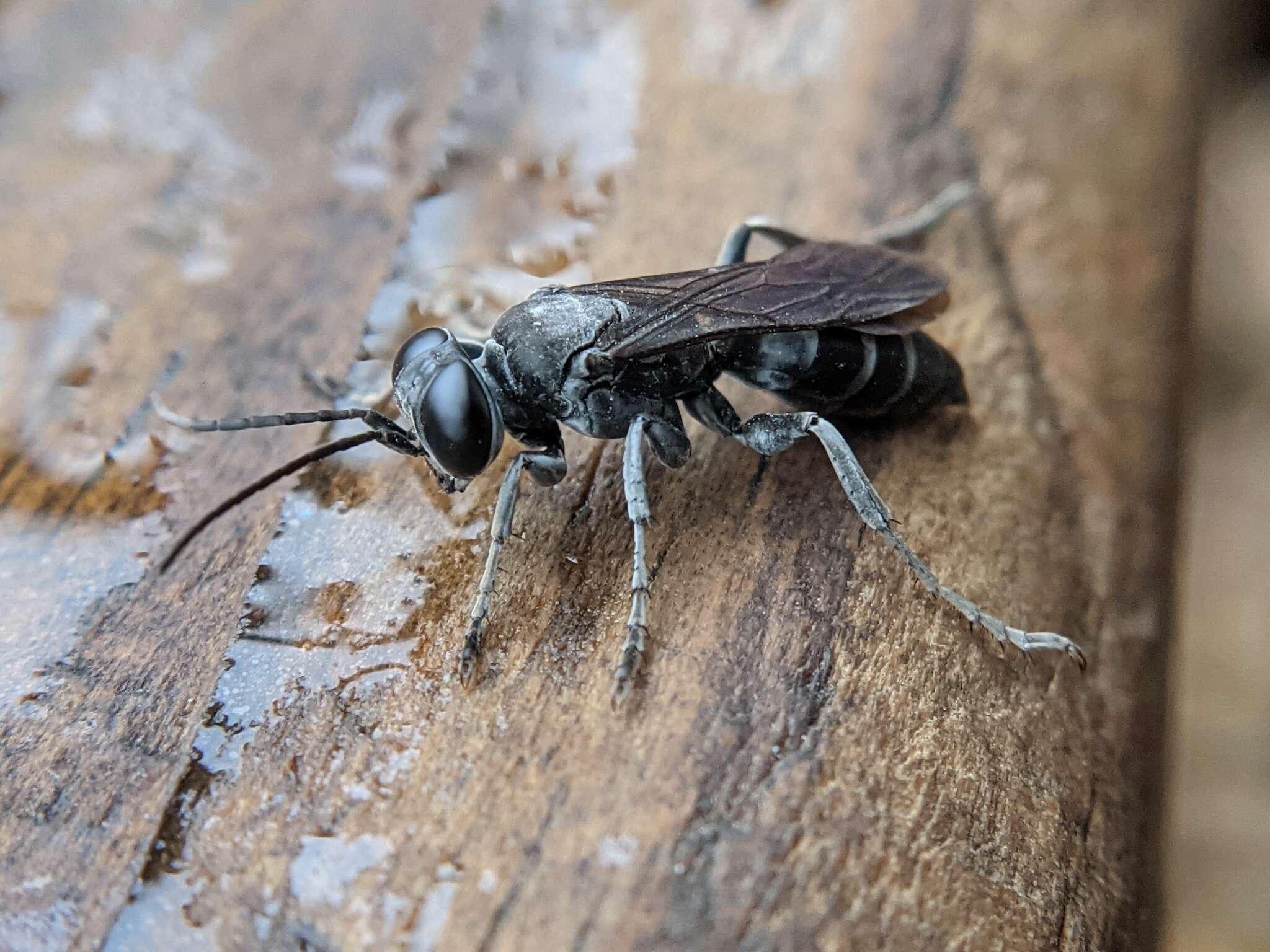 Image of Crabronid wasp