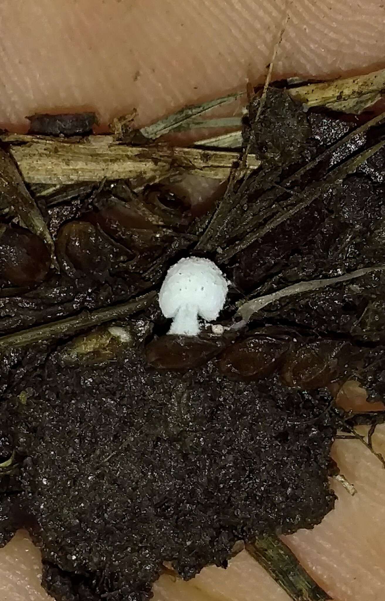 Imagem de Coprinopsis friesii (Quél.) P. Karst. 1881