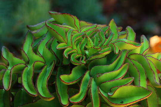 Image of Kalanchoe prolifera