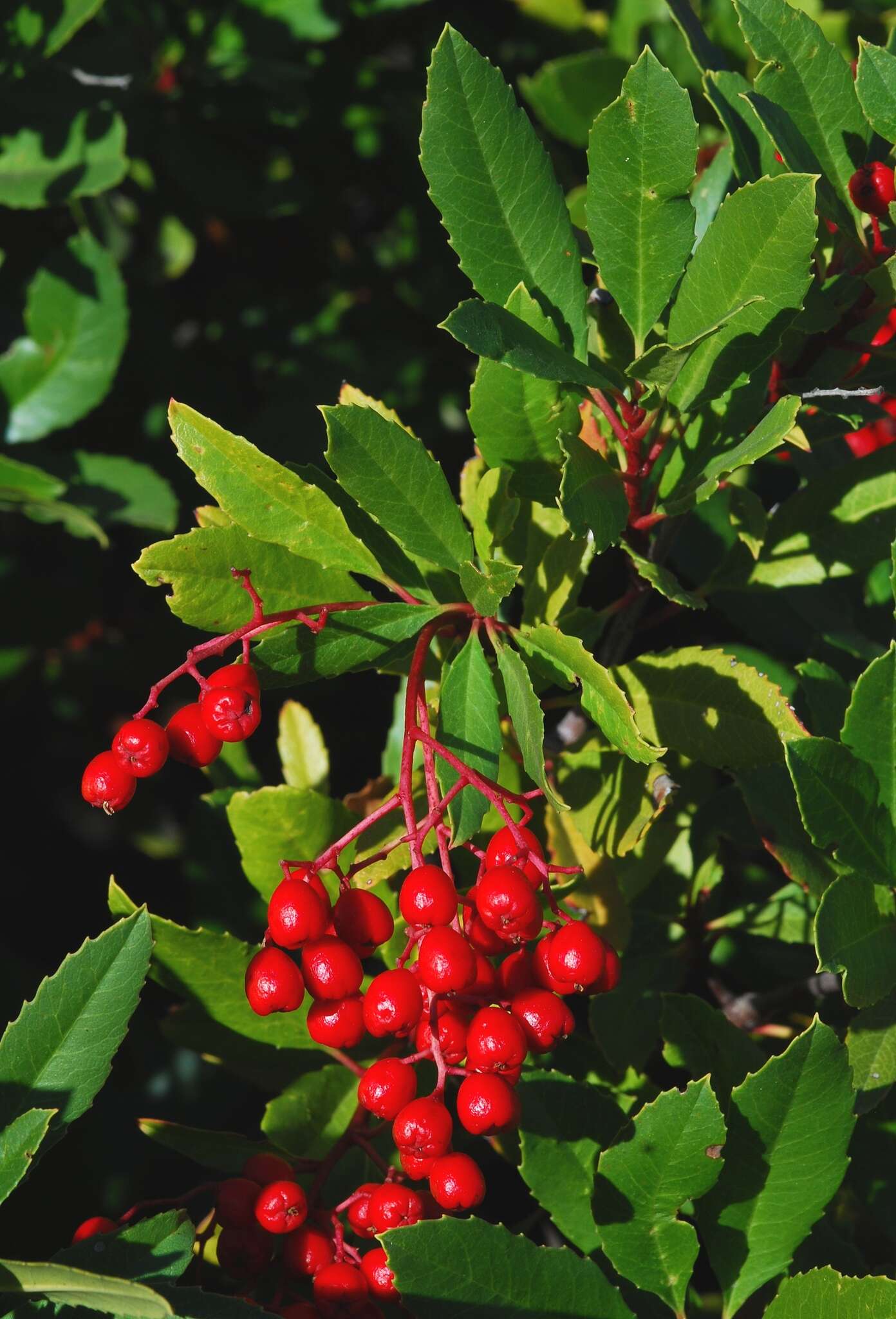 Heteromeles arbutifolia var. arbutifolia的圖片